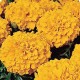 Чорнобривці американські Чикаго Orange /500 насінин/