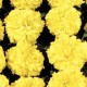 Чорнобривці американські Чикаго Yellow /500 насінин/