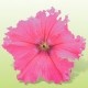 Петунія великоквіткова Кобаяши Rose /250 драже/