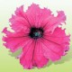 Петунія великоквіткова Кобаяши Ruby /250 драже/