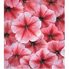Петунія багатоквіткова Амфора Strawberry /1 000 драже/