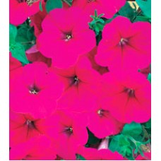Петунія багатоквіткова Амфора Deep Rose /500 драже/