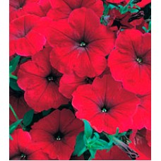 Петунія багатоквіткова Амфора Red /1 000 драже/