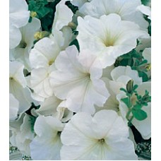 Петунія багатоквіткова Амфора White /500 драже/
