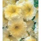Петунія багатоквіткова Амфора Yellow /500 драже/