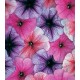 Петунія багатоквіткова Амфора Cobweb Mixed /1 000 драже/