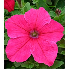 Петунія великоквіткова Віртуоз Bright Rose /500 драже/