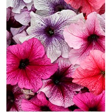 Петунія великоквіткова Віртуоз Berry Mixed /500 драже/