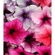 Петунія великоквіткова Віртуоз Berry Mixed /1 000 драже/