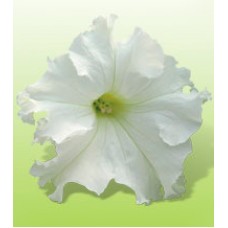 Петунія великоквіткова Ямамото White /250 драже/