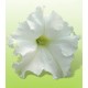Петунія великоквіткова Ямамото White /250 драже/