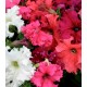 Петунія великоквіткова Ямамото Formula Mixed /250 драже/