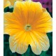 Сальпіглосіс Лібра Yellow /100 драже/