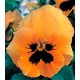 Віола Династія Orange Blotch /500 насінин/