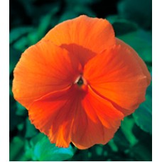 Віола Династія Orange /100 насінин/