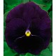 Віола Династія Purple /500 насінин/