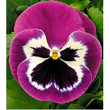Віола Династія Purple Bicolour /500 насінин/