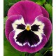 Віола Династія Purple Bicolour /500 насінин/