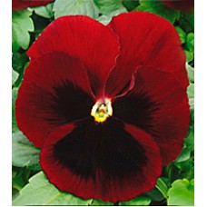 Віола Династія Red Blotch /500 насінин/