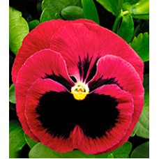 Віола Династія Rose Blotch /100 насінин/