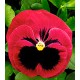 Віола Династія Rose Blotch /500 насінин/