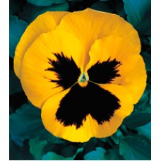 Віола Династія Yellow Blotch /100 насінин/
