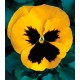 Віола Династія Yellow Blotch /500 насінин/